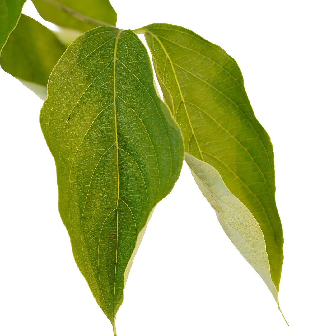 Foliage and branch detail of a container-grown Constellation dogwood