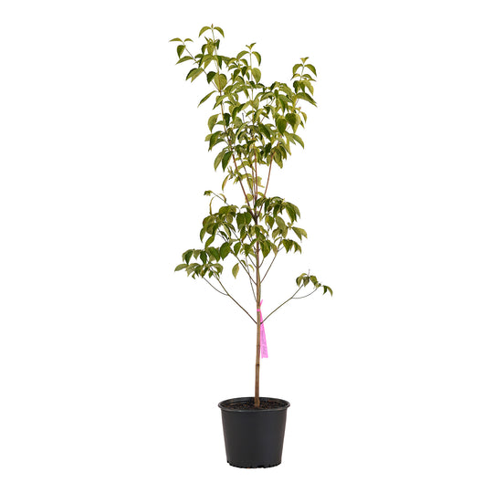 Full view of a container-grown White dogwood against a white background