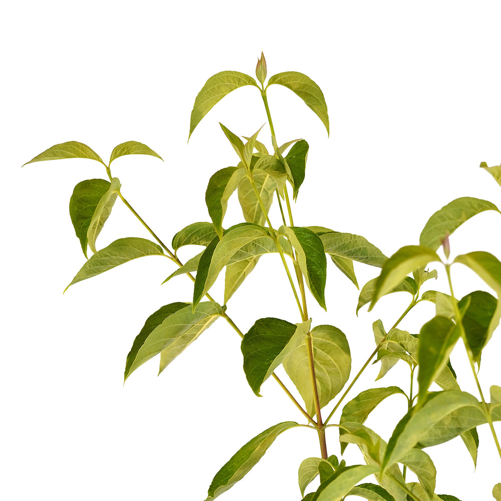 Canopy and branching detail of a container-grown White dogwood