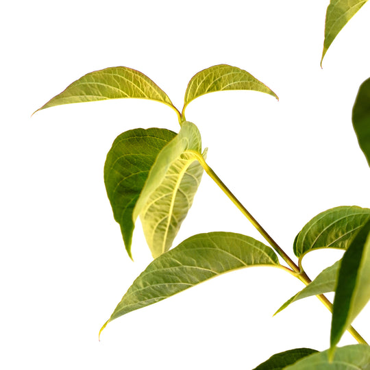 Foliage and branch detail of a container-grown White dogwood