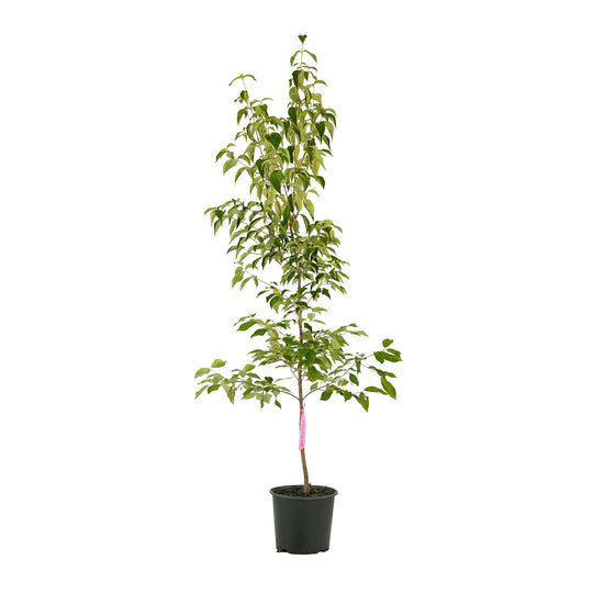 Full view of a container-grown White Kousa dogwood against a white background