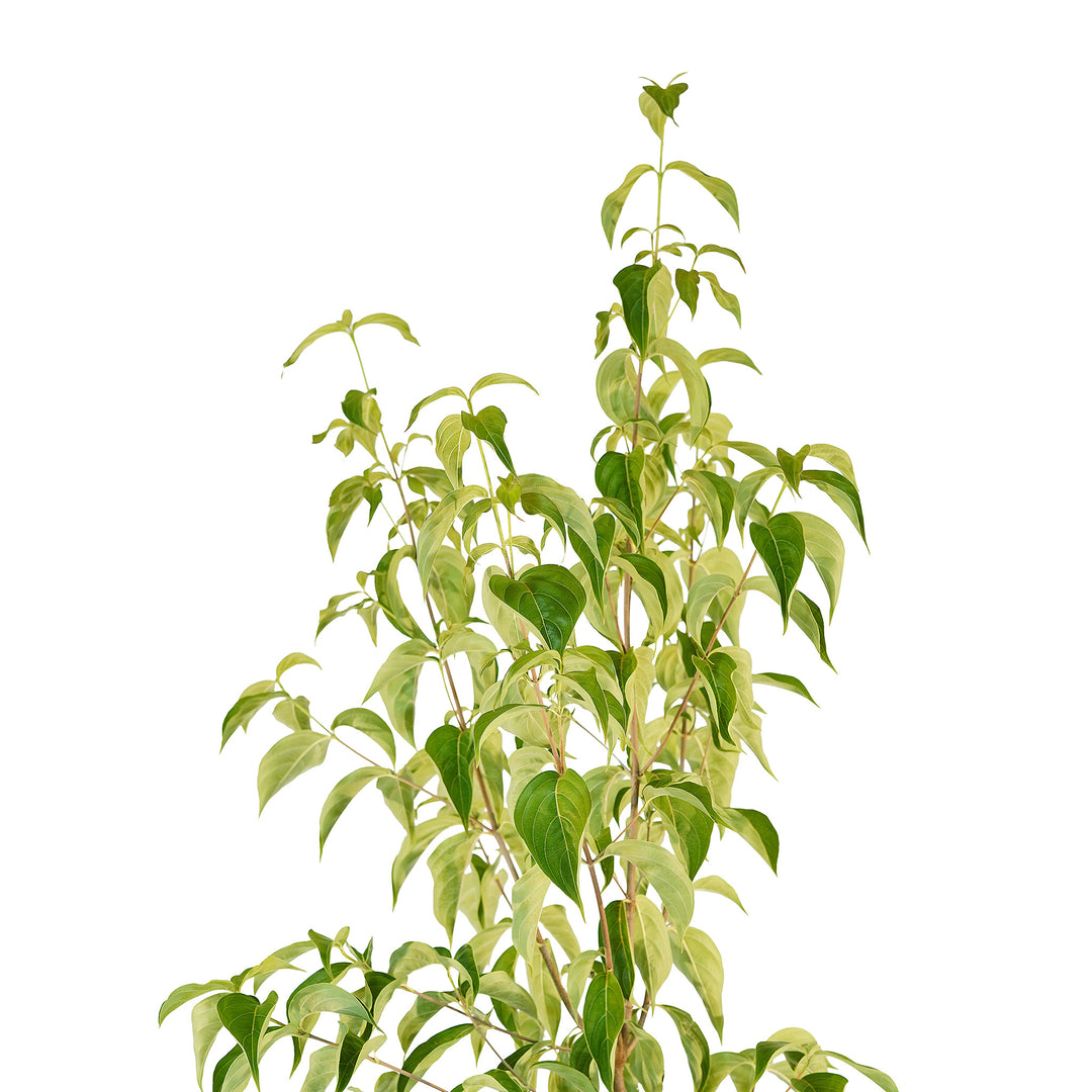 Canopy and branching detail of a container-grown White Kousa dogwood