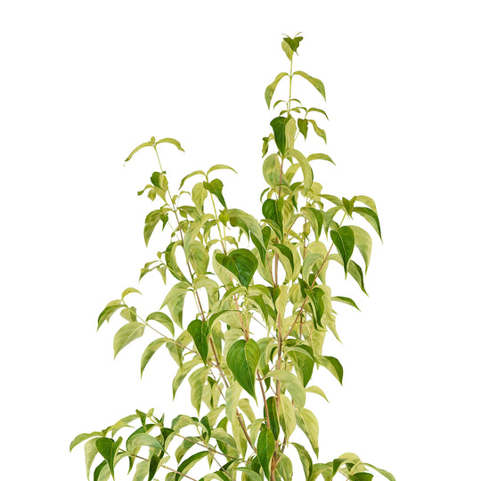 Canopy and branching detail of a container-grown White Kousa dogwood