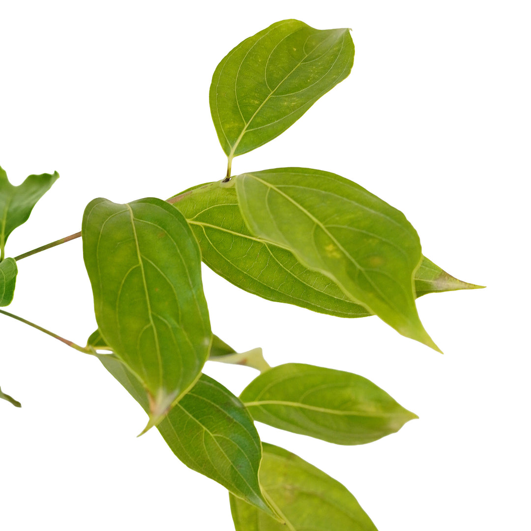 Foliage and branch detail of a container-grown White Kousa dogwood