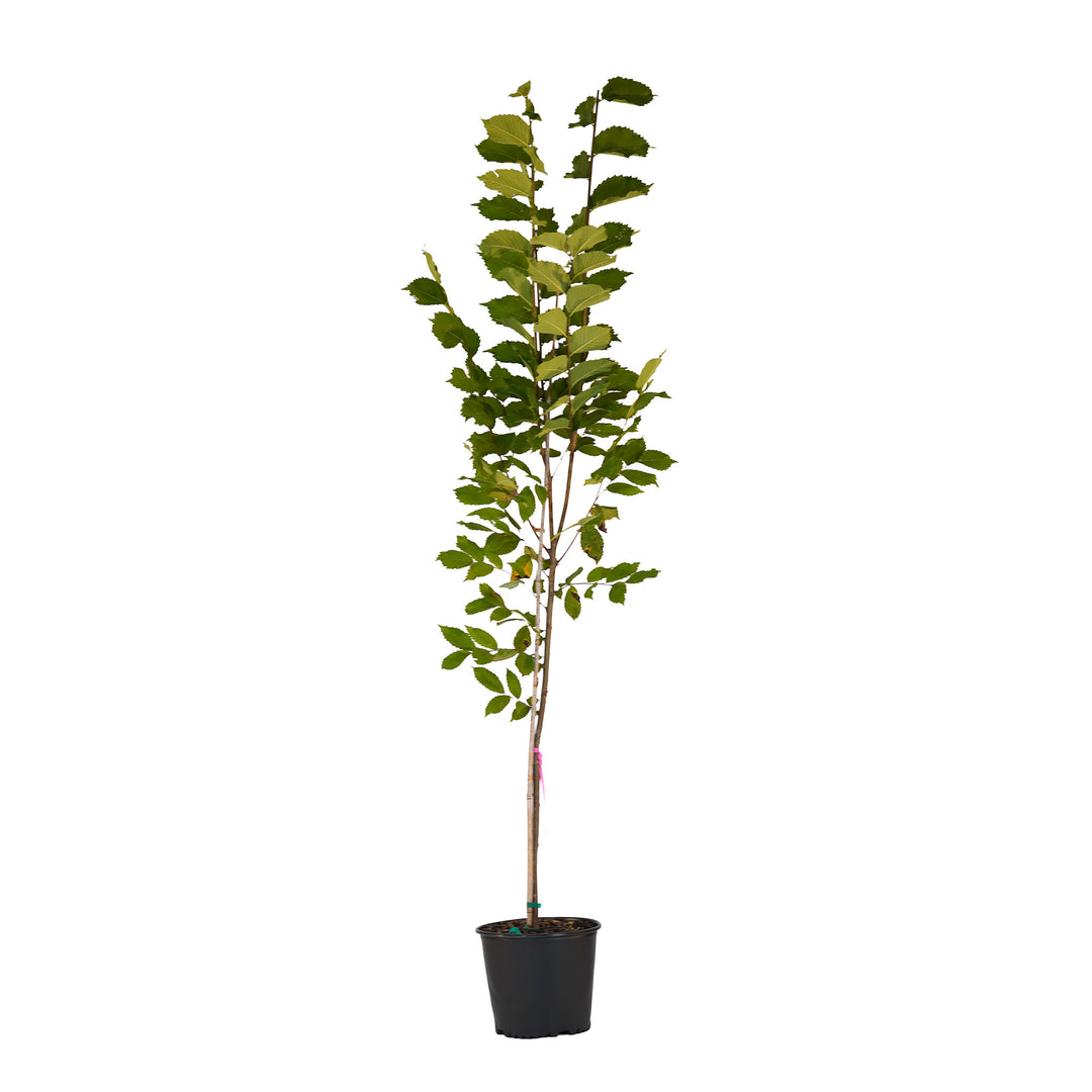 Full view of a container-grown American elm against a white background