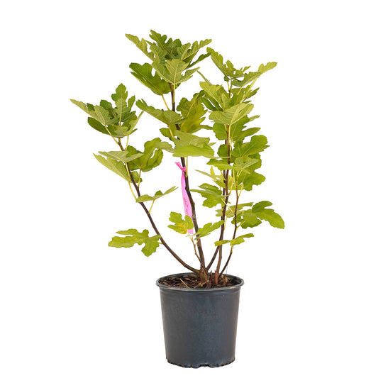 Full view of a container-grown Brown Turkey fig against a white background