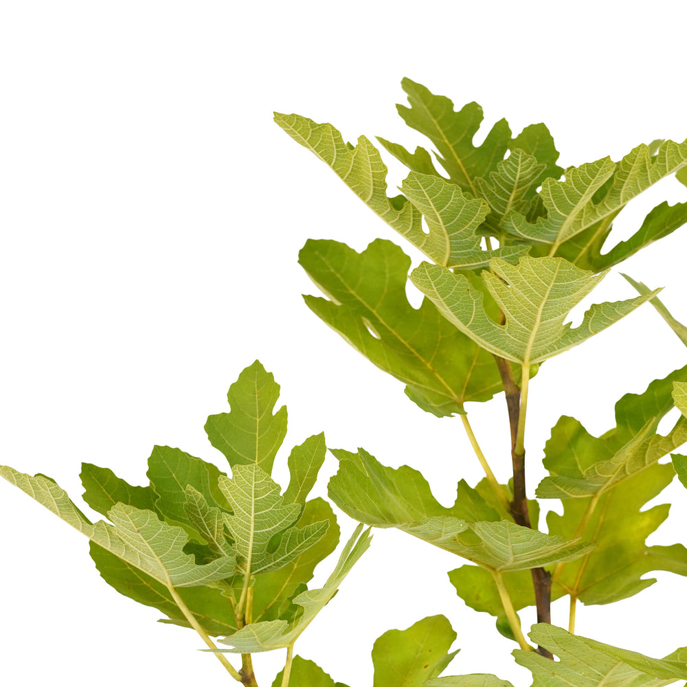 Canopy and branching detail of a container-grown Brown Turkey fig