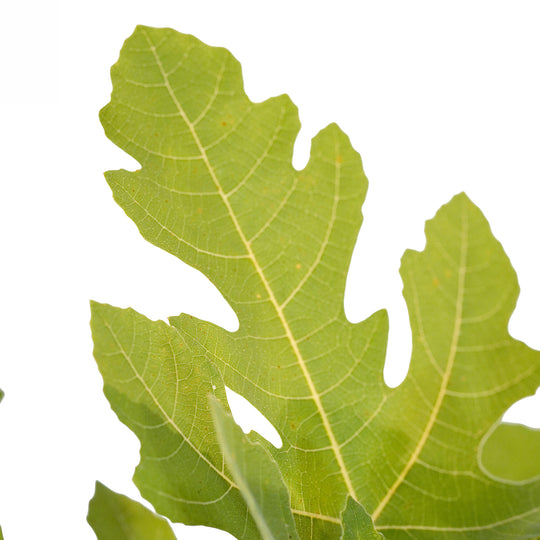 Foliage and branch detail of a container-grown Brown Turkey fig