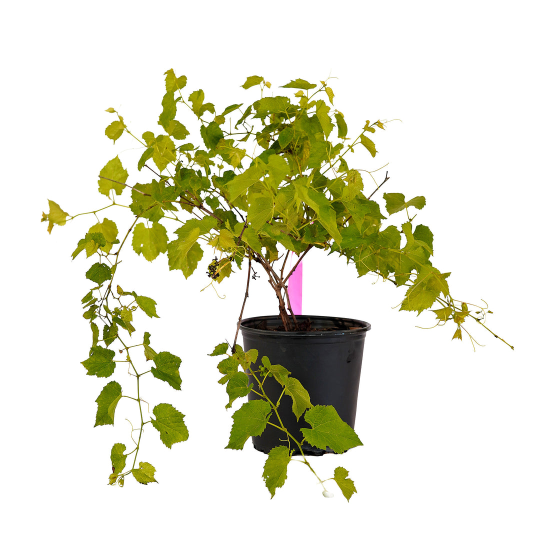Full view of a container-grown Valiant grape against a white background