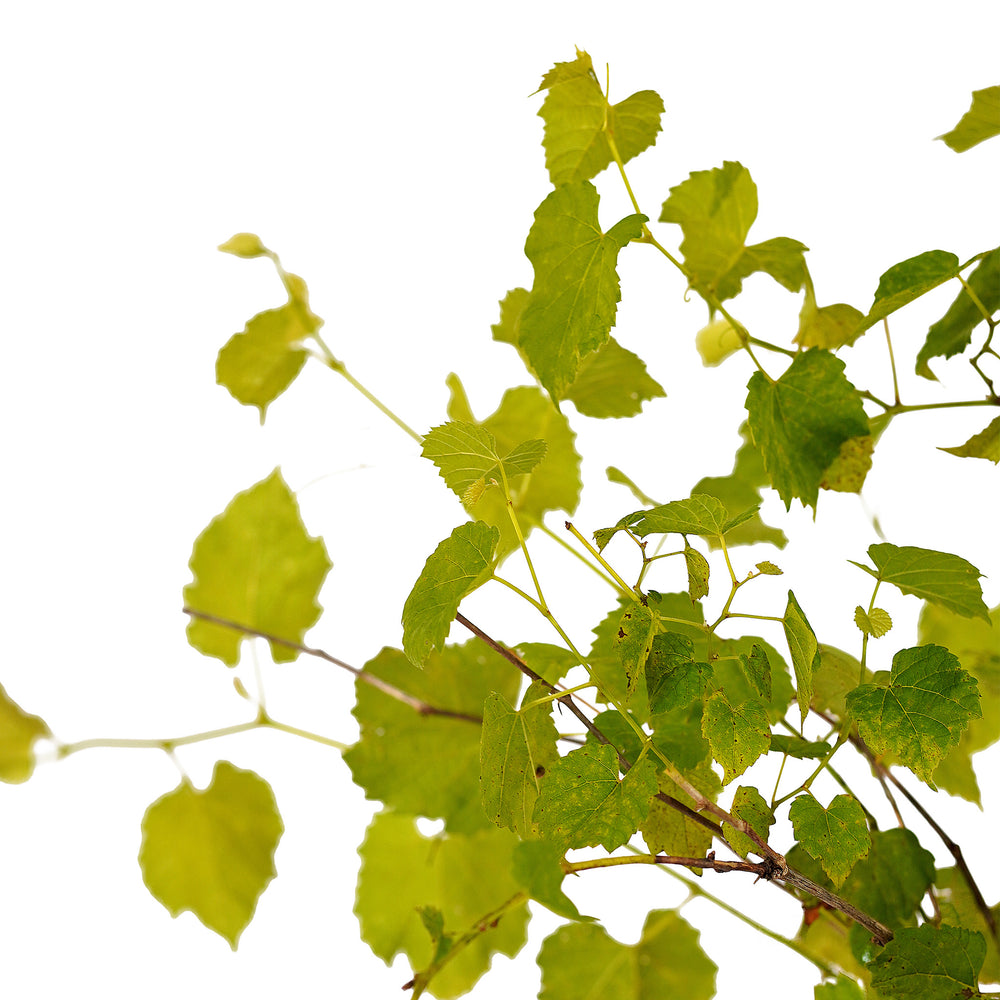 Canopy and branching detail of a container-grown Valiant grape