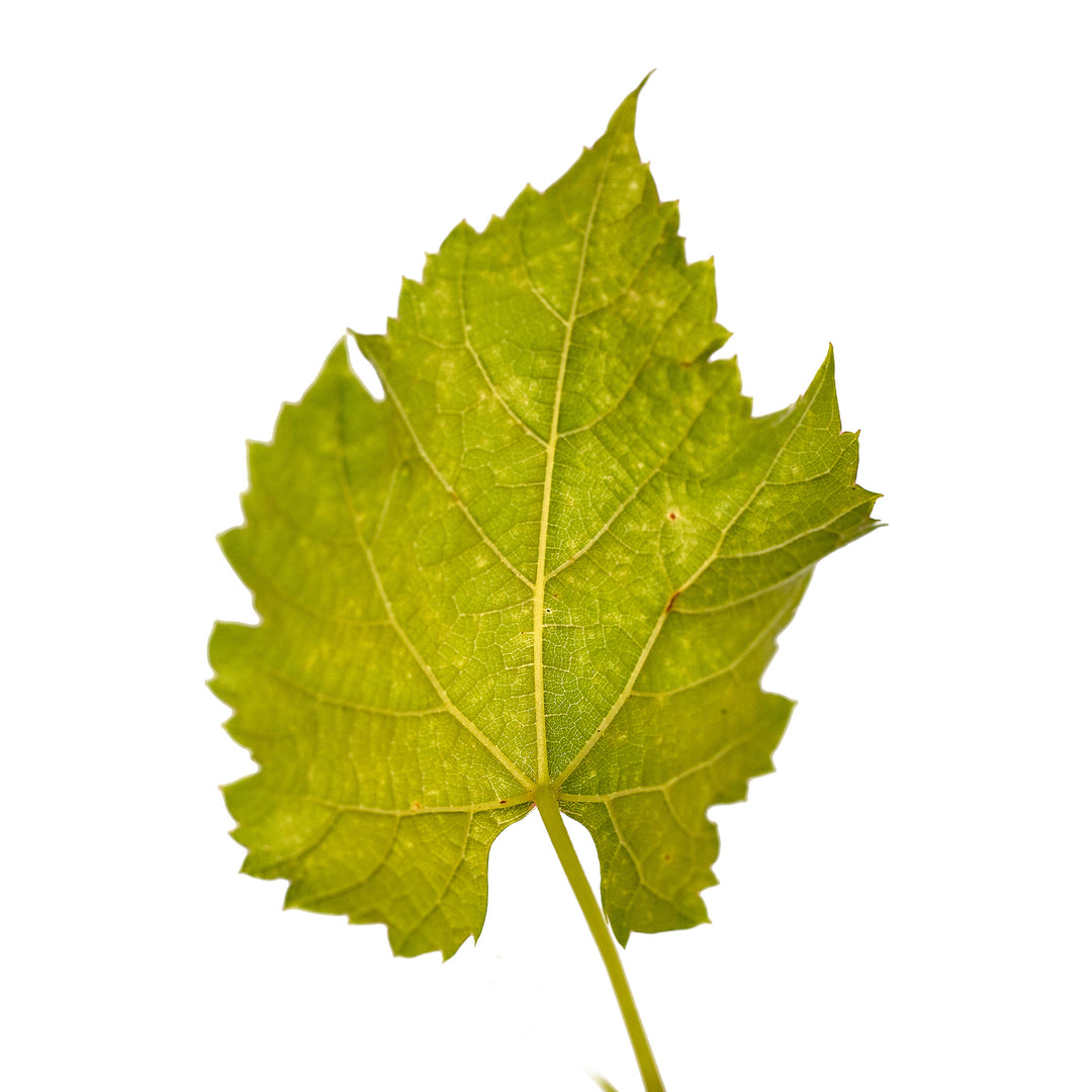 Foliage and branch detail of a container-grown Valiant grape
