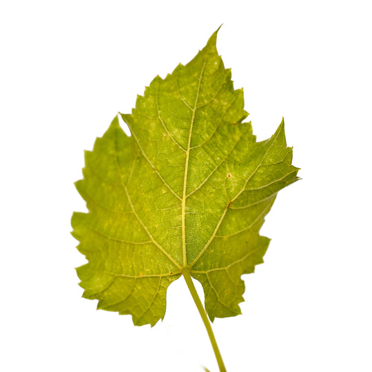 Foliage and branch detail of a container-grown Valiant grape