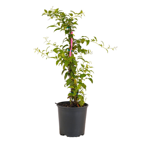 Full view of a container-grown Issai kiwi against a white background