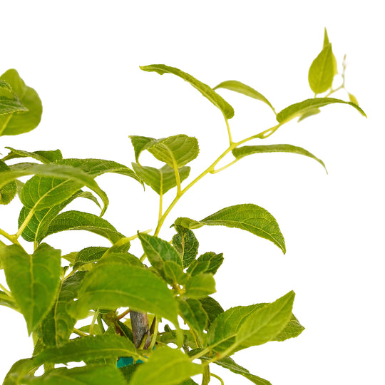 Canopy and branching detail of a container-grown Issai kiwi