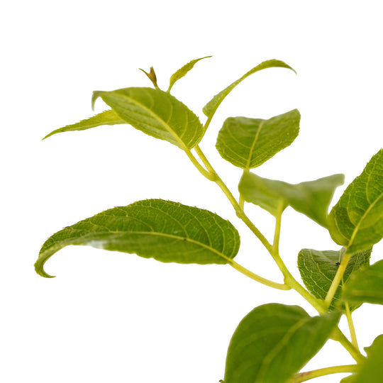 Foliage and branch detail of a container-grown Issai kiwi