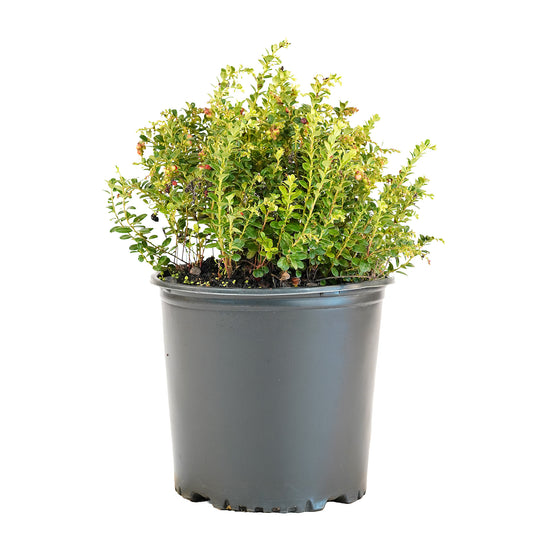 Full view of a container-grown Red Candy lingonberry against a white background