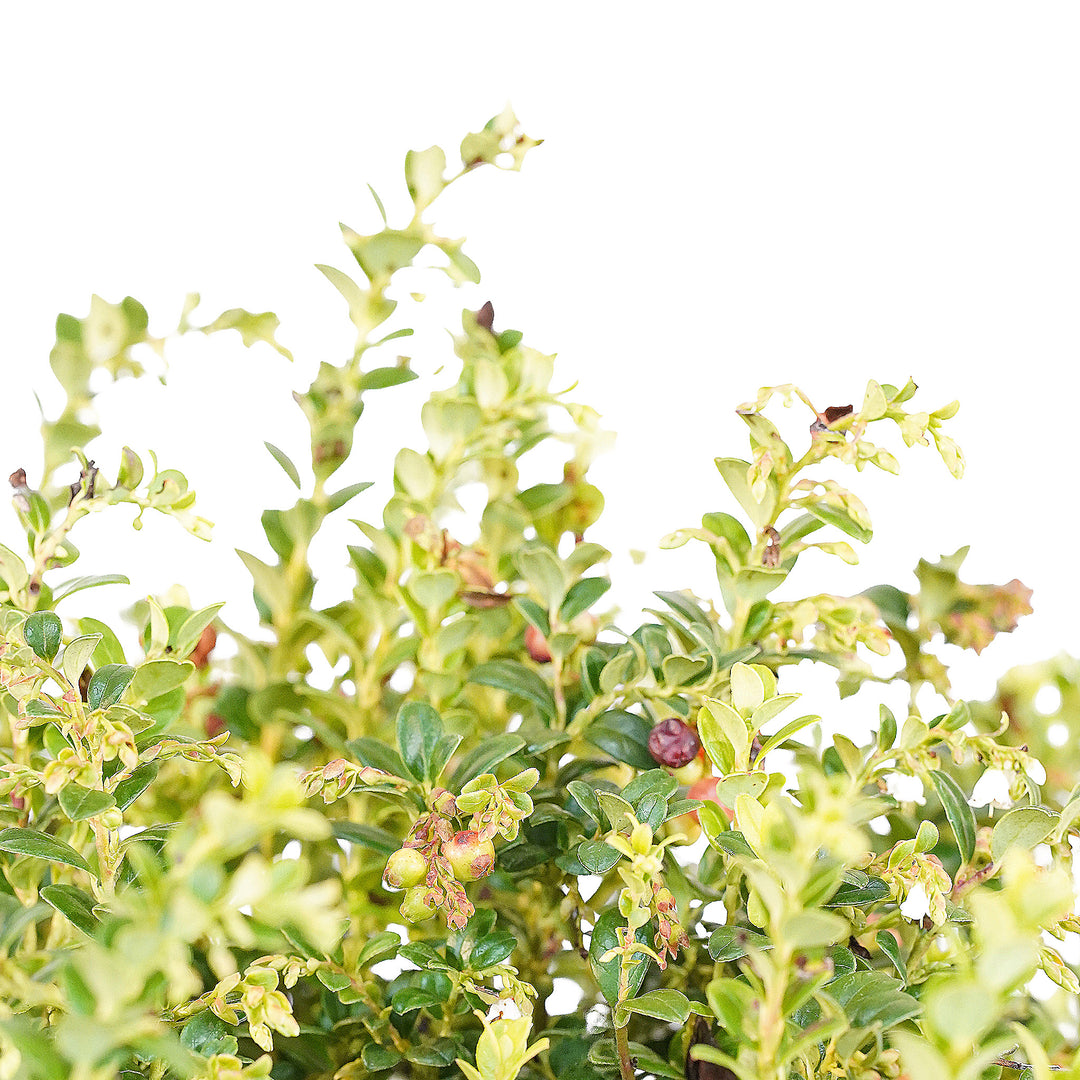 Canopy and branching detail of a container-grown Red Candy lingonberry