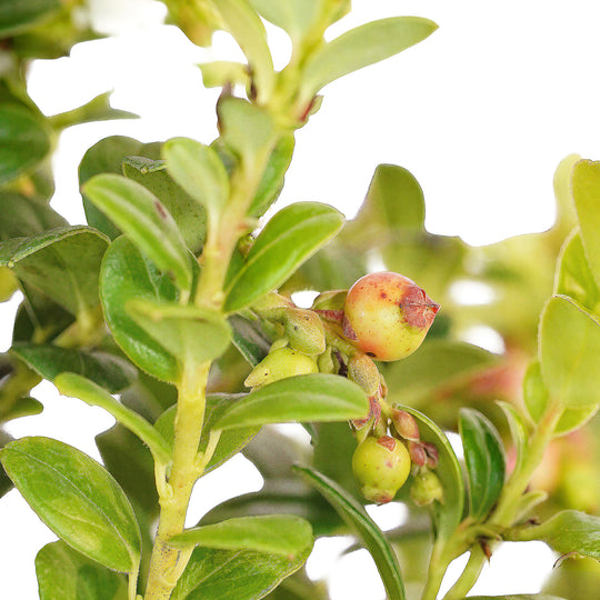 Foliage and branch detail of a container-grown Red Candy lingonberry