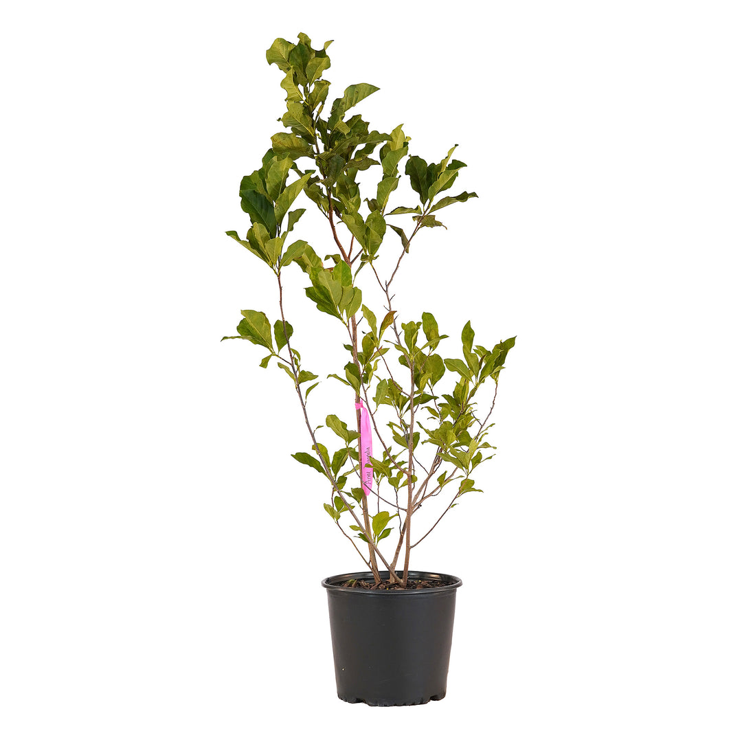 Full view of a container-grown Anne magnolia against a white background