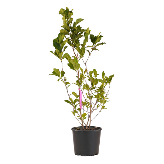 Full view of a container-grown Anne magnolia against a white background