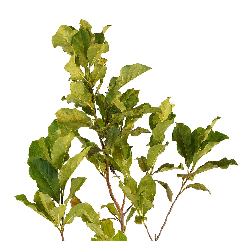 Canopy and branching detail of a container-grown Anne magnolia