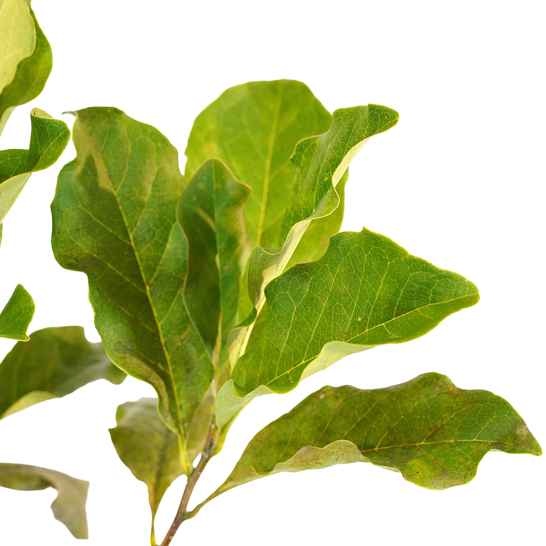 Foliage and branch detail of a container-grown Anne magnolia