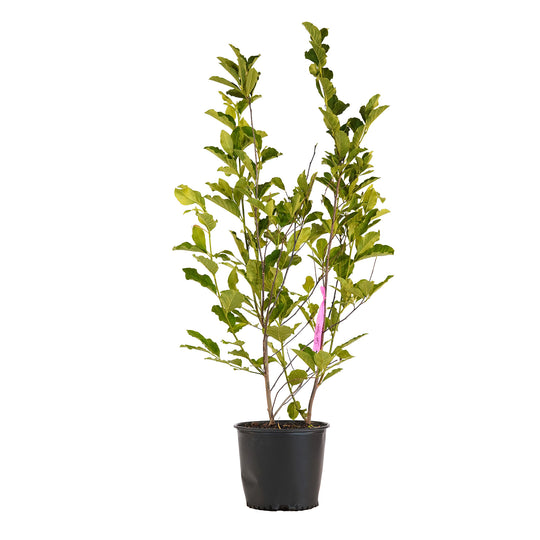 Full view of a container-grown Jane magnolia against a white background