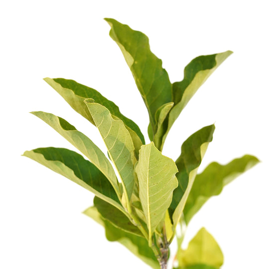 Foliage and branch detail of a container-grown Jane magnolia