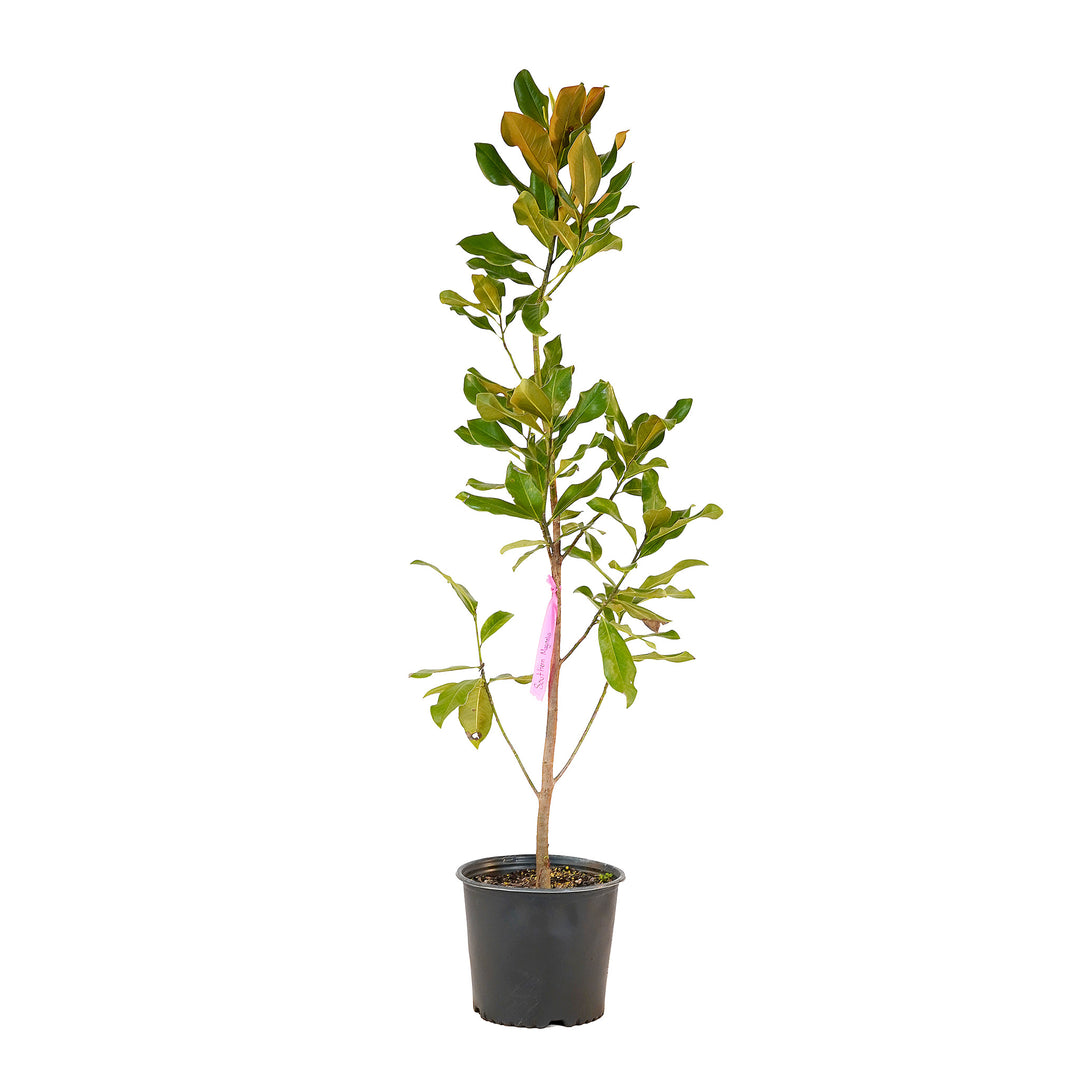 Full view of a container-grown Southern magnolia against a white background