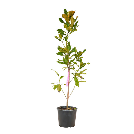 Full view of a container-grown Southern magnolia against a white background