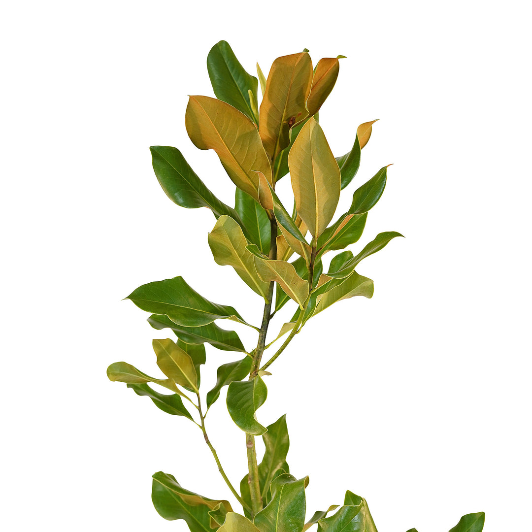 Canopy and branching detail of a container-grown Southern magnolia