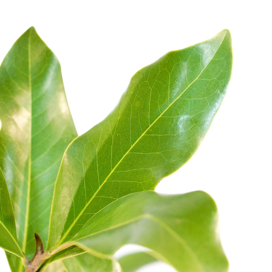 Foliage and branch detail of a container-grown Southern magnolia