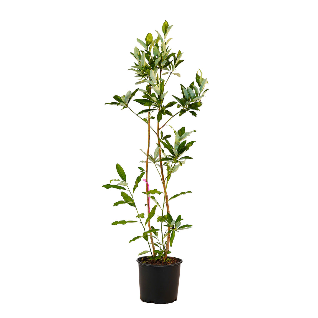 Full view of a container-grown Sweetbay magnolia against a white background