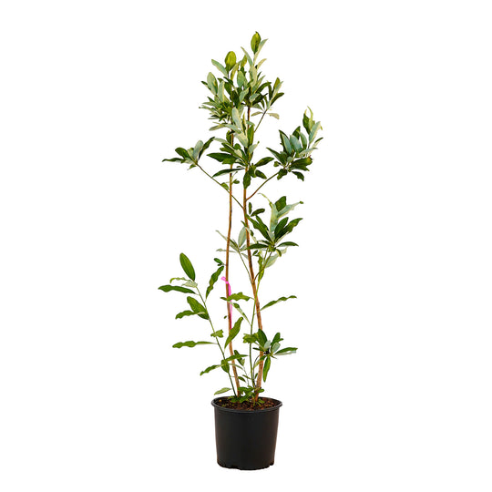 Full view of a container-grown Sweetbay magnolia against a white background