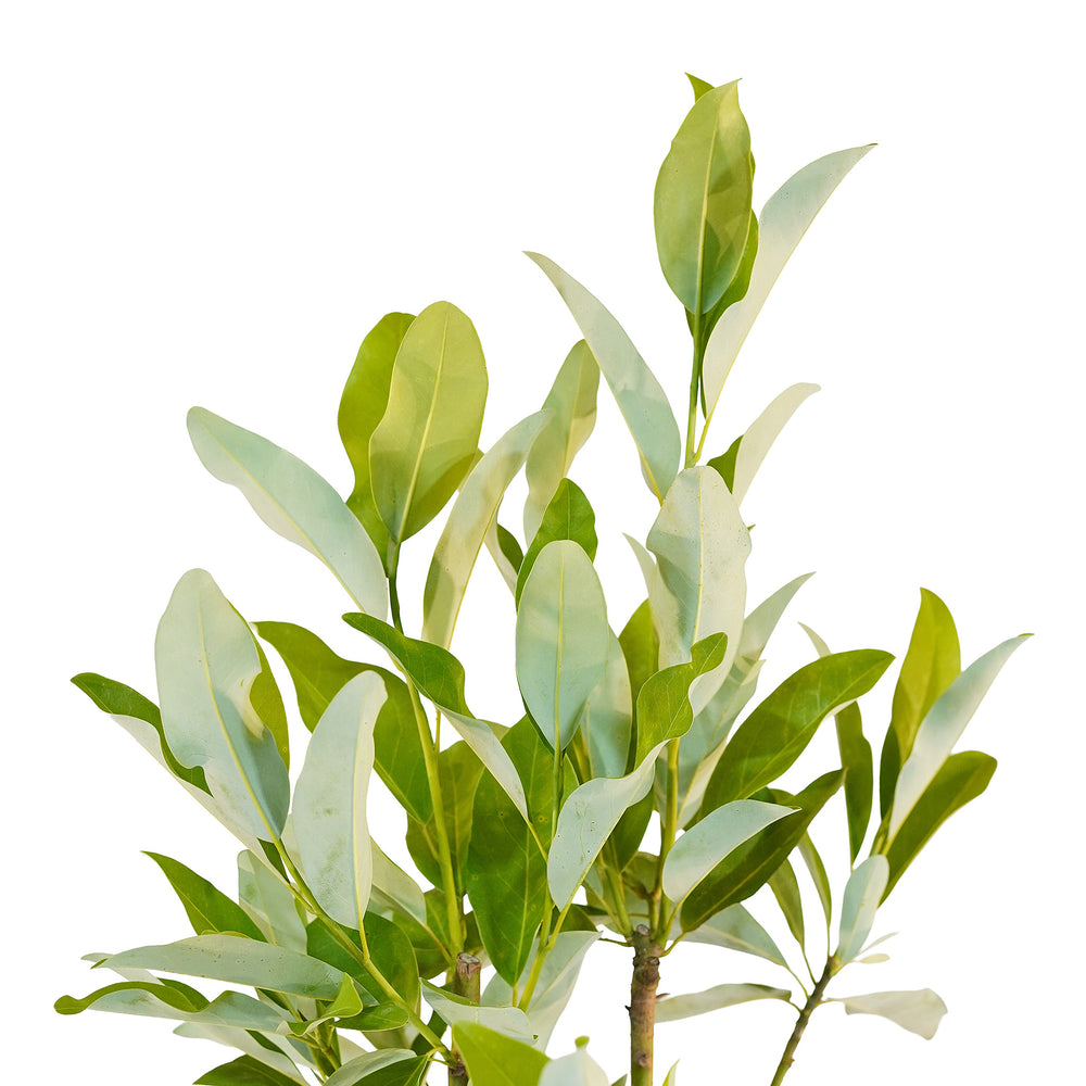 Canopy and branching detail of a container-grown Sweetbay magnolia