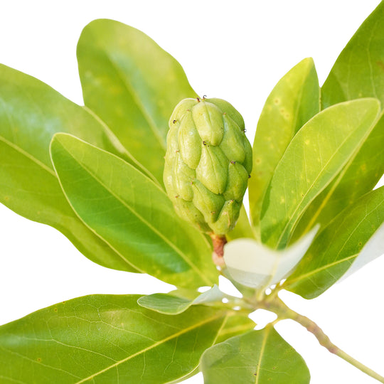 Foliage and branch detail of a container-grown Sweetbay magnolia