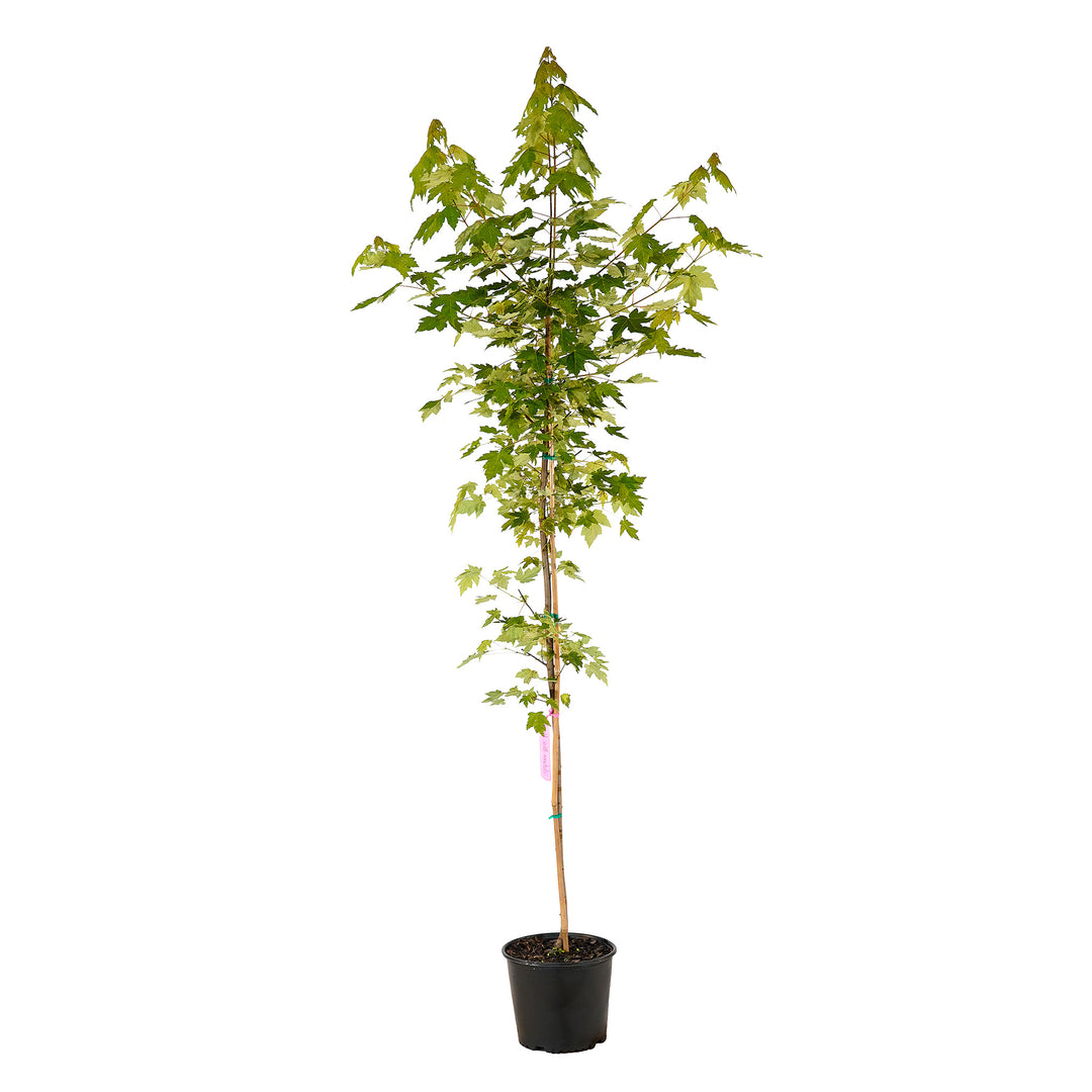 Full view of a container-grown Red Autumn Blaze® Pp#4864 maple against a white background