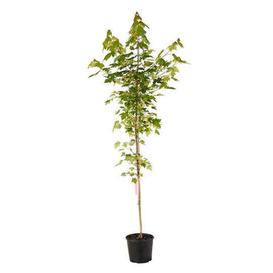 Full view of a container-grown Red Autumn Blaze® Pp#4864 maple against a white background