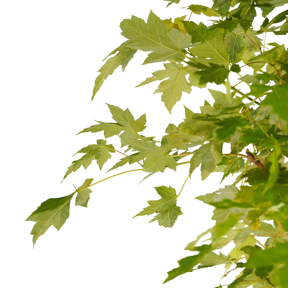 Canopy and branching detail of a container-grown Red Autumn Blaze® Pp#4864 maple