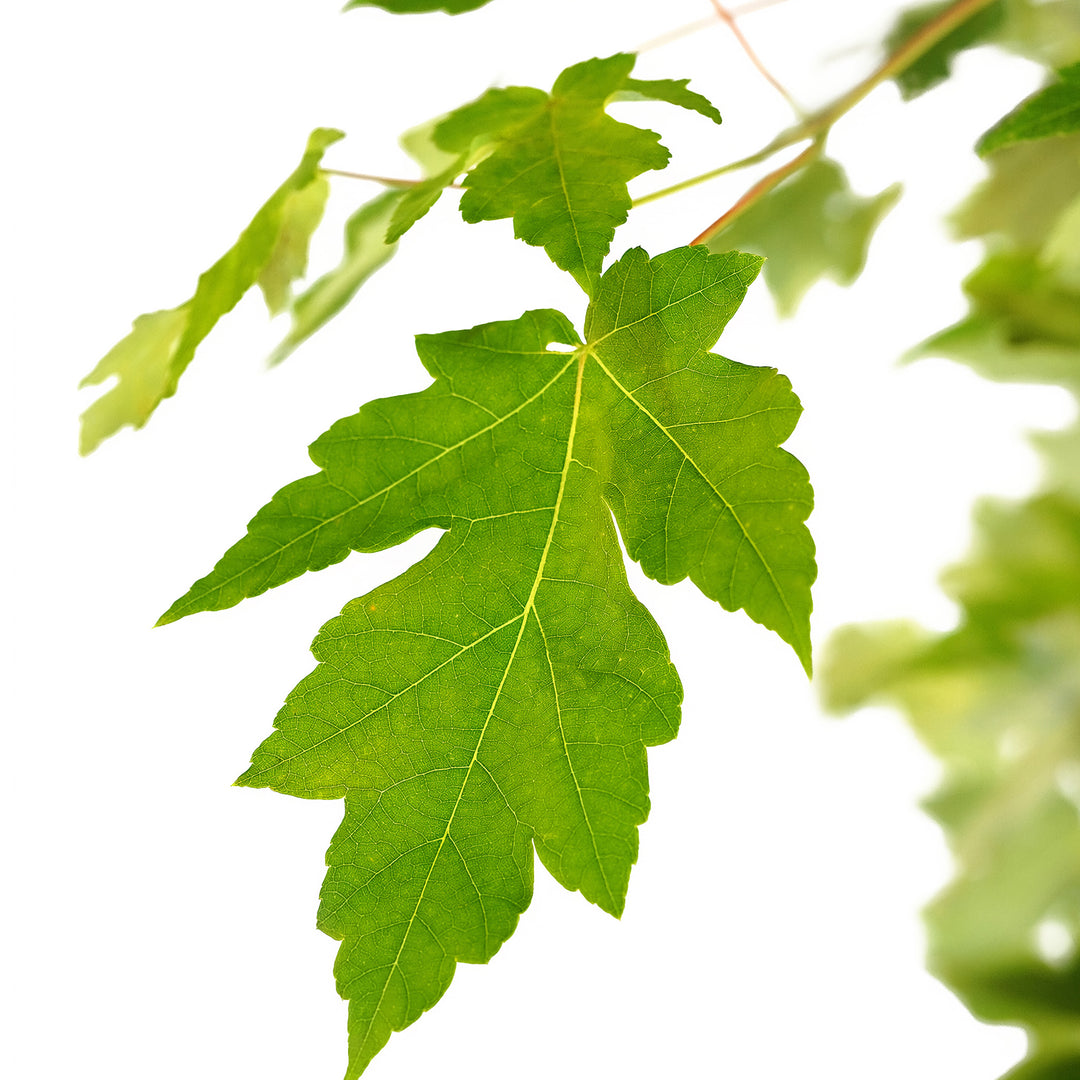 Foliage and branch detail of a container-grown Red Autumn Blaze® Pp#4864 maple