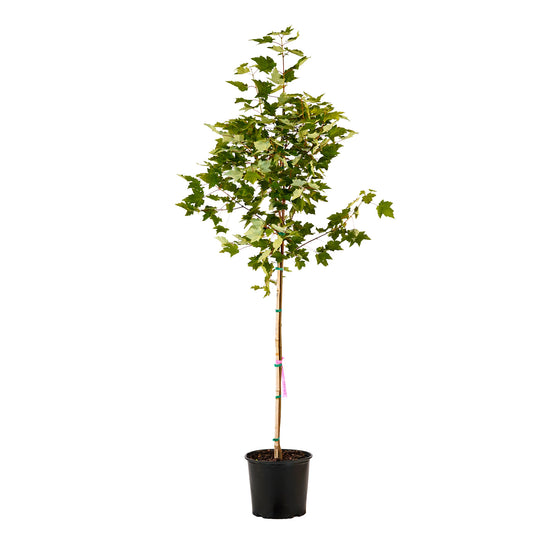 Full view of a container-grown Red Fairview Flame maple against a white background