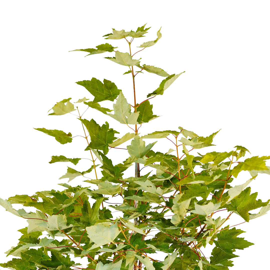 Canopy and branching detail of a container-grown Red Fairview Flame maple
