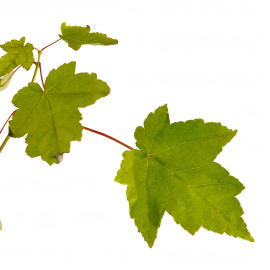 Foliage and branch detail of a container-grown Red Fairview Flame maple