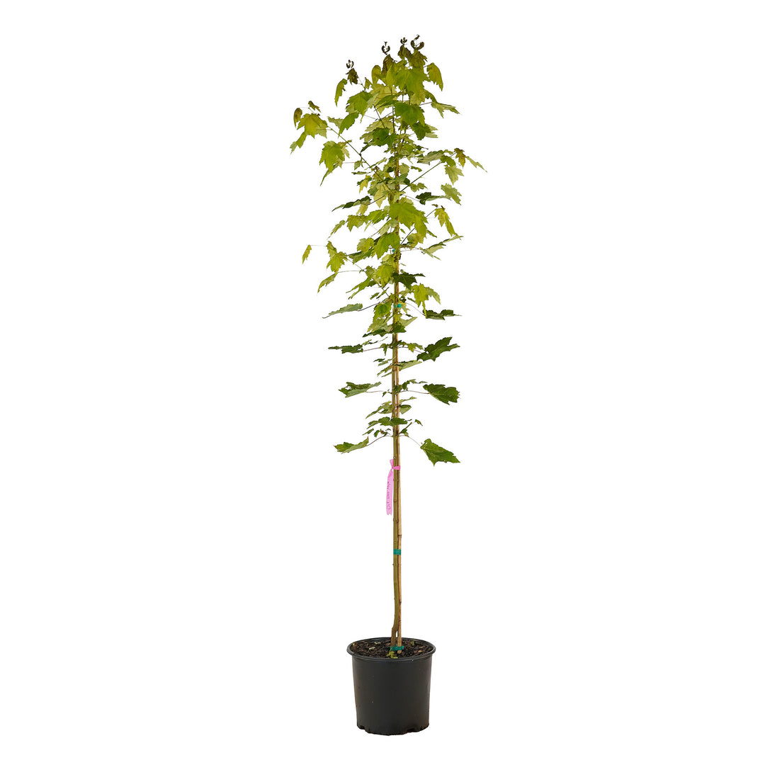 Full view of a container-grown Red October Glory® maple against a white background
