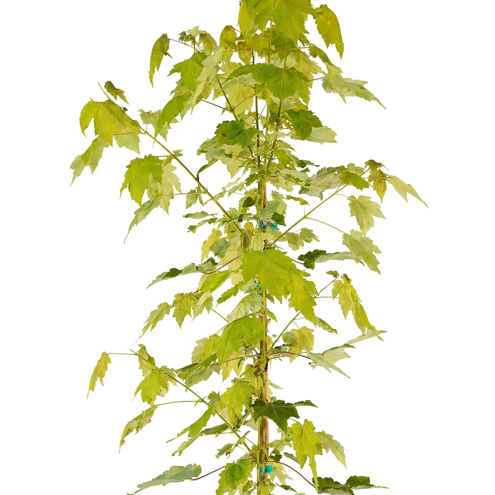 Canopy and branching detail of a container-grown Red October Glory® maple