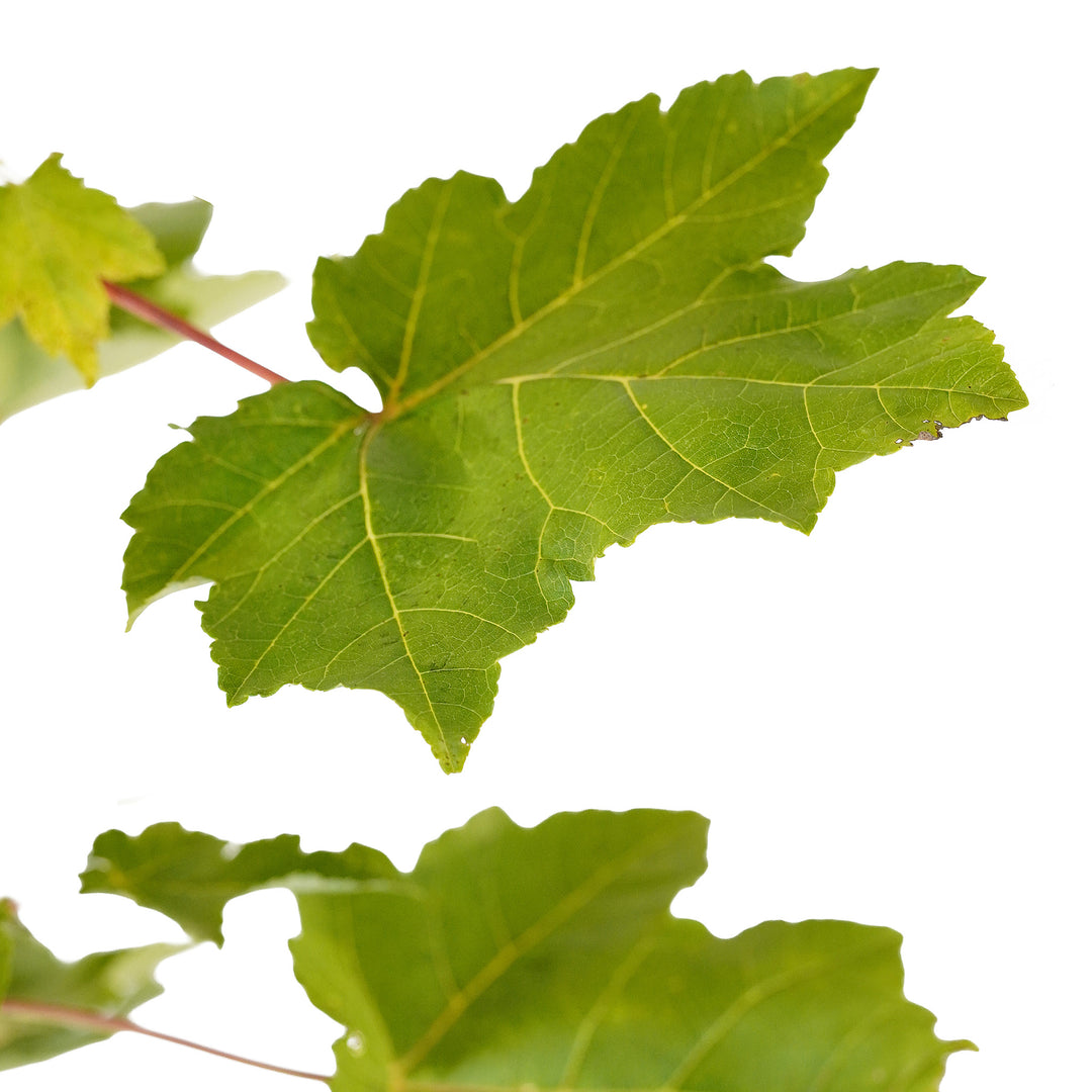 Foliage and branch detail of a container-grown Red October Glory® maple