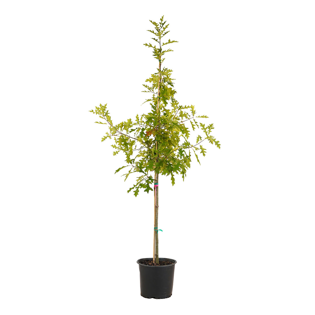 Full view of a container-grown Pin oak against a white background