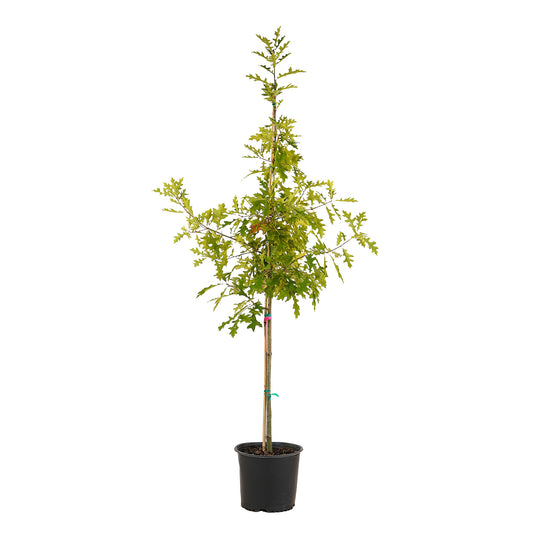 Full view of a container-grown Pin oak against a white background