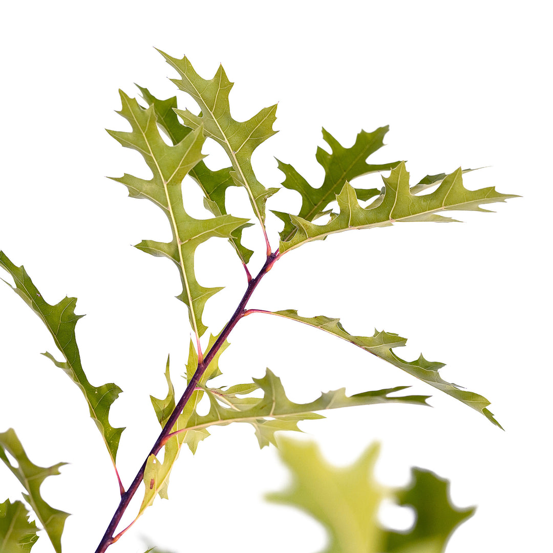 Canopy and branching detail of a container-grown Pin oak