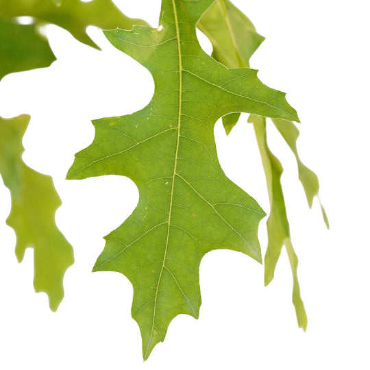 Foliage and branch detail of a container-grown Pin oak